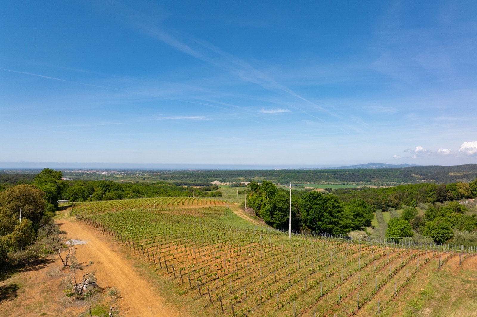 Vineyards above the Tuscan coast